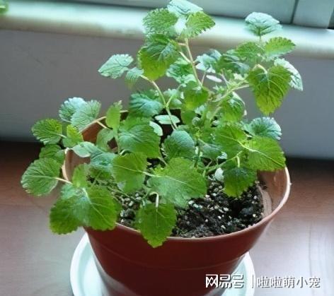 蚊子来袭这3种“驱蚊”植物家里养1盆蚊子AG真人·(中国)官方网站全赶跑睡觉更香(图3)