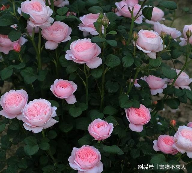 AG真人官网月季花界的“女神”—瑞典女王又美又仙四季花开值得收藏(图3)