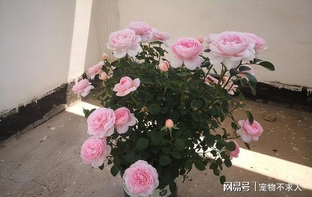 AG真人官网月季花界的“女神”—瑞典女王又美又仙四季花开值得收藏(图5)